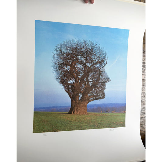 Tree of Half Life