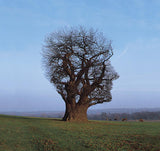 Tree of Half Life
