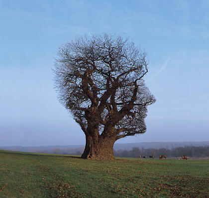 Tree of Half Life